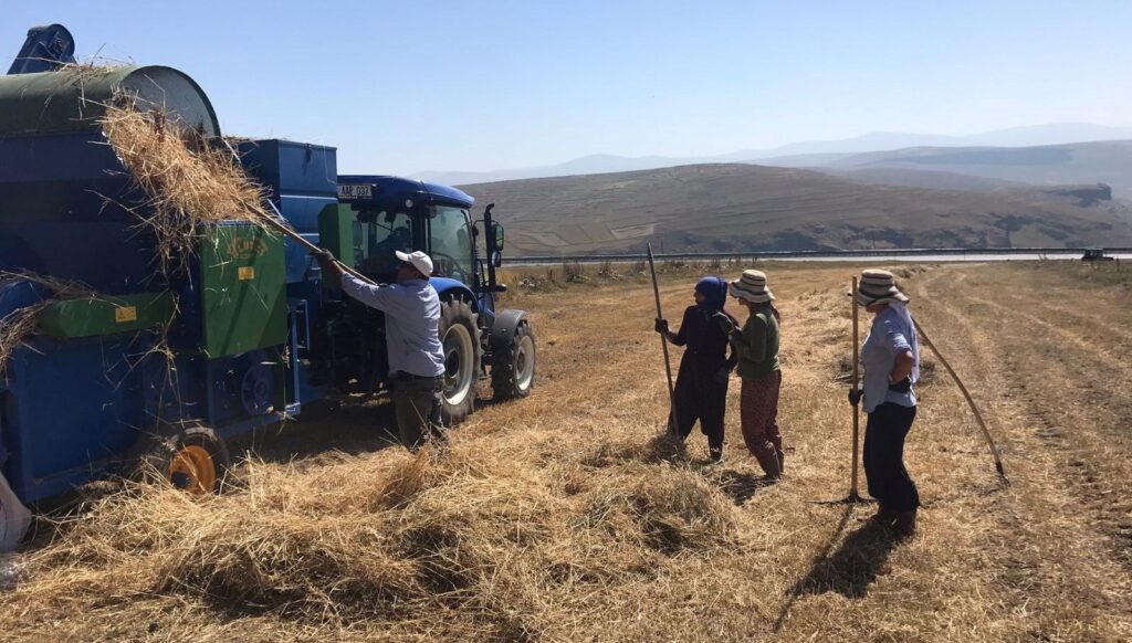 Güneş altında patoz mesaisi başladı