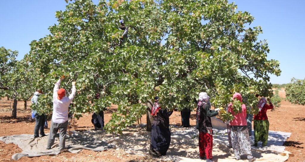 hasat 1 ay erken basladi mahsul dallardan tasti fduDSB8F