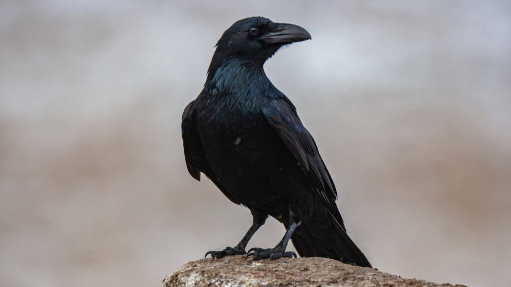 kargalarin akilli oldugunu biliyoruz ama bu kadarini da kimse beklemiyordu 5BL2KdDJ