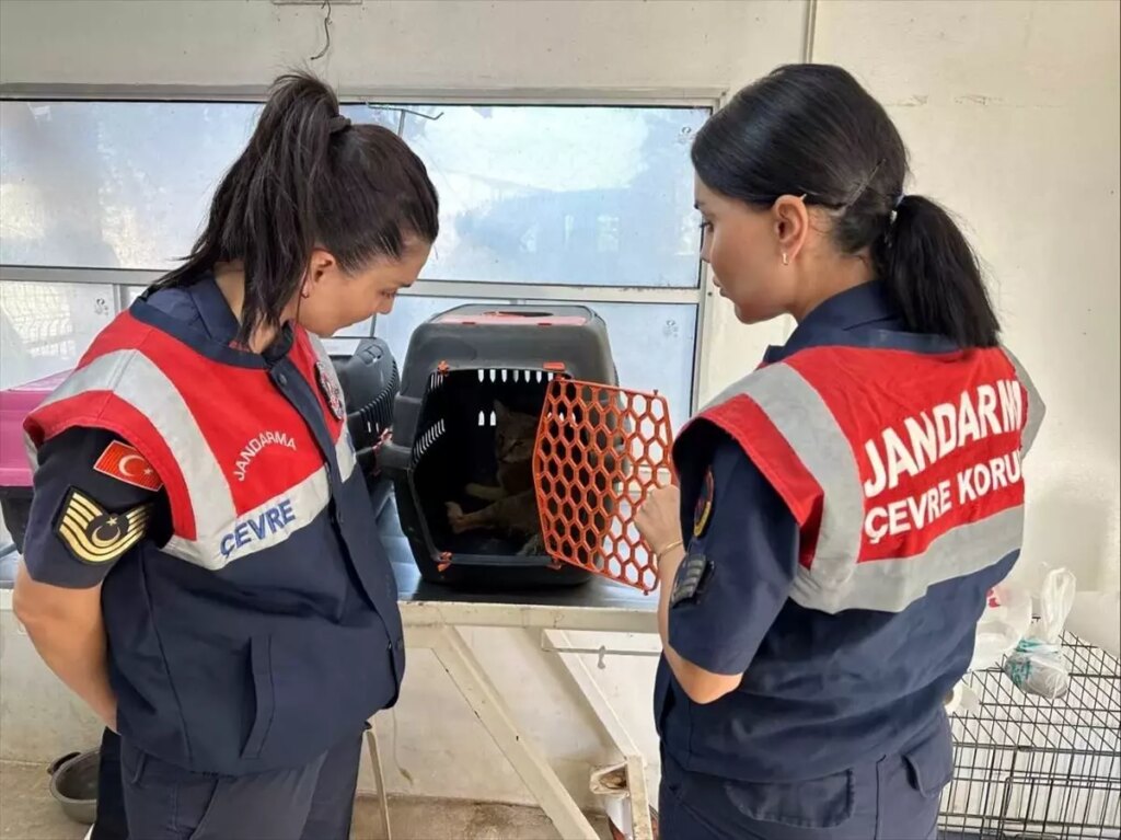 saz kedisi izmire teslim edildi pDYLOHCh