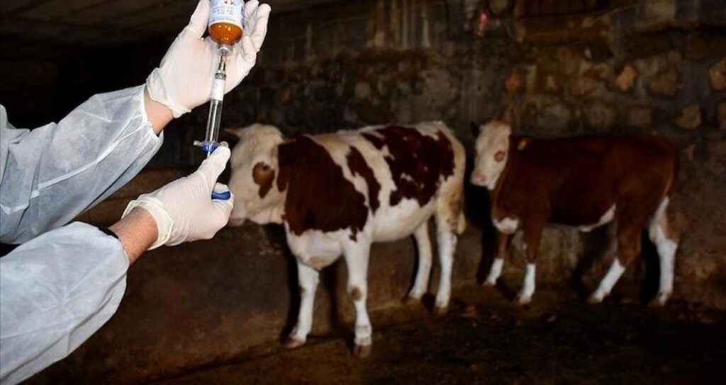 tusedad sap hastaligi turkiyede bitmeyen bir salgin haline geldi vr7Omj5a