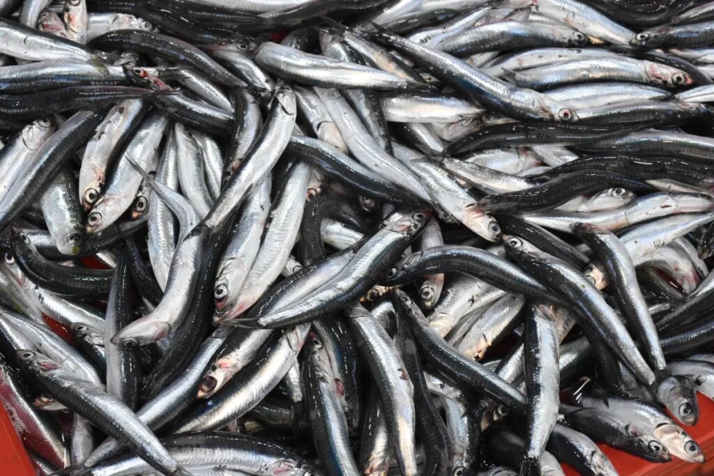 Balık Tezgahları Sardalya ile Doldu