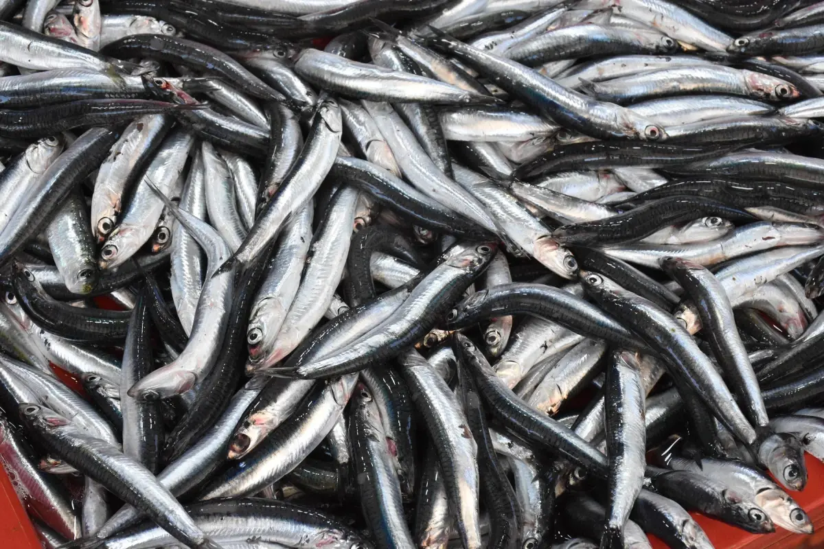 balik tezgahlari sardalya ile doldu vJsluLzt