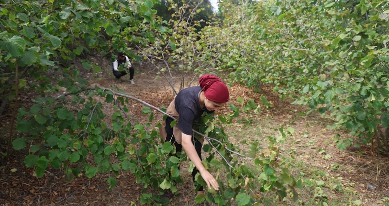 hasadi file orguyle yapiliyor yuzde 80 tasarruf sagliyor rekolte bu yil rekor kirdi cpxtNS3E