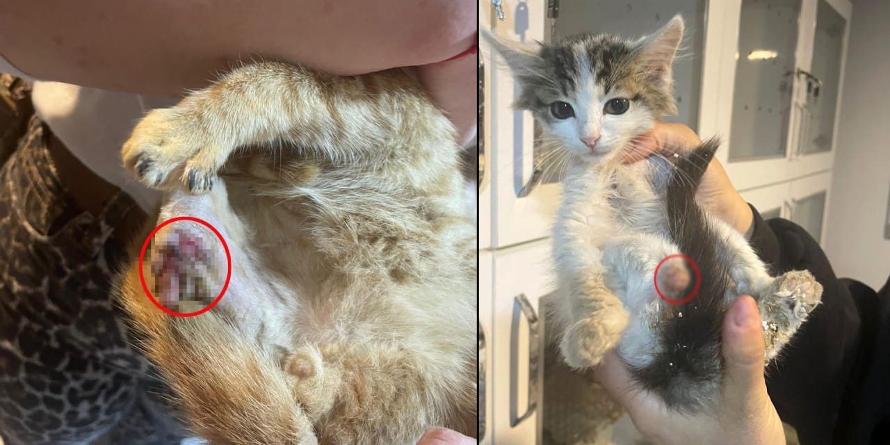 cahilligin bedelini sokak hayvanlari odedi vicdansizlar buyu icin hayvanlara eziyet ettiler YBjxR4mD.jpg