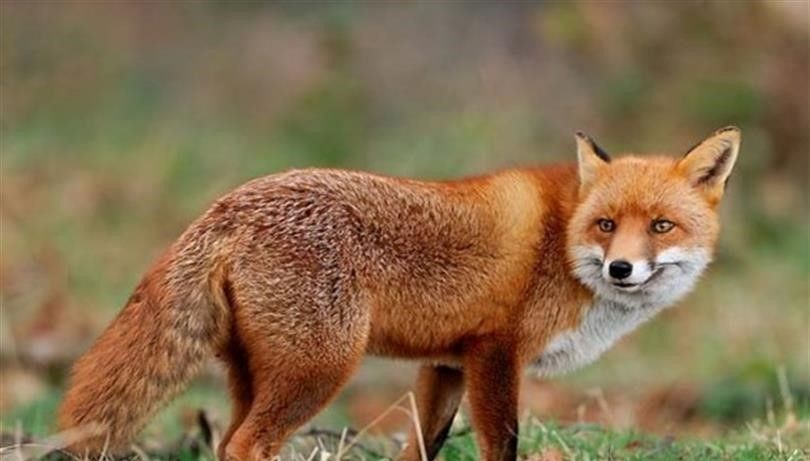 malatyada yaban hayvanlari havadan asilanacak GqieNkZB