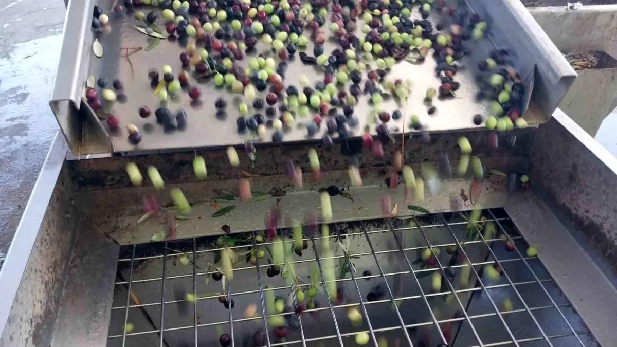 mersinde zeytin hasadi basladi aFtA3dpI.jpg