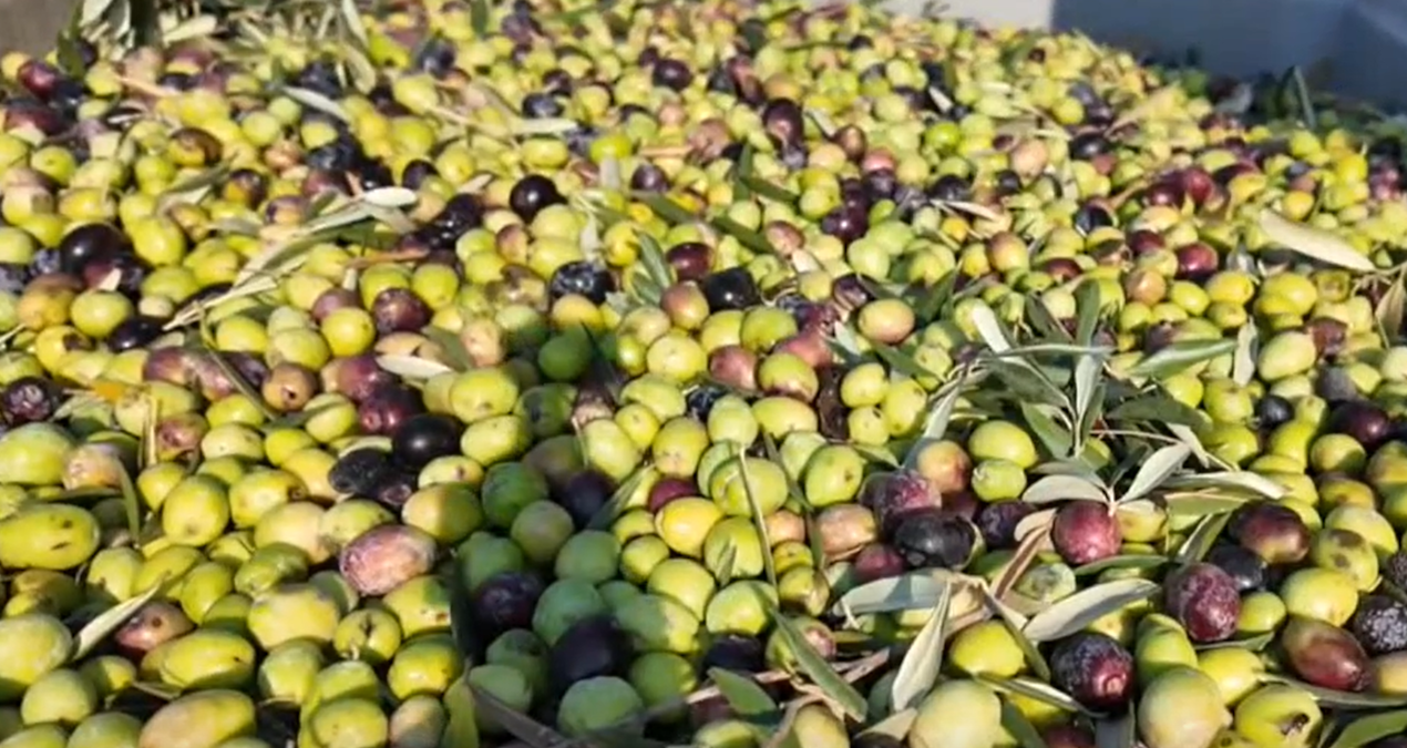 somada zeytin hasadi basladi kuraklik fiyatlari vuracak JhXAtIZE.jpg