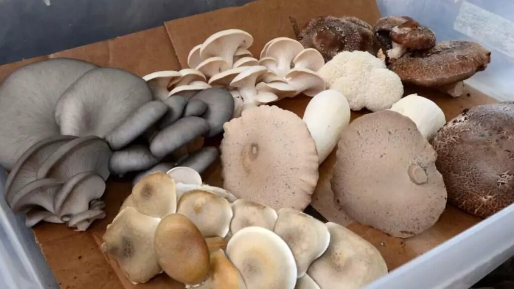 aslan yelesi sitaki hindi kuyrugu yeni moda mantarlar gercekten faydali mi MtT6yhHz.jpg