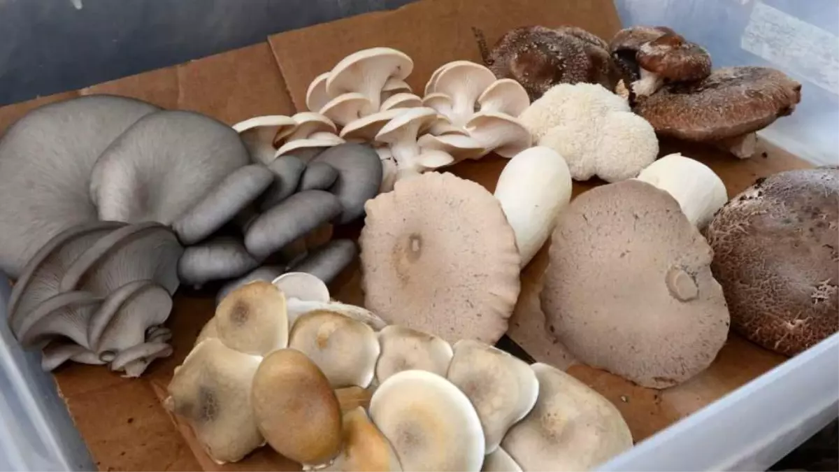 aslan yelesi sitaki hindi kuyrugu yeni moda mantarlar gercekten faydali mi MtT6yhHz.jpg