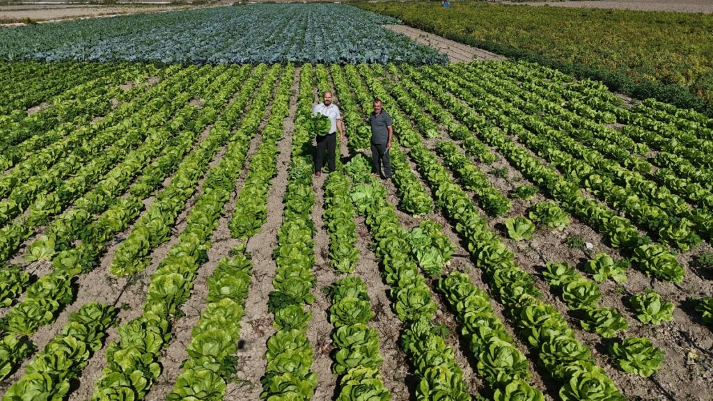 hatayda bulunan amik ovasinda hasat edilen marul 25 tlye satiliyor 2y1EFK6P.jpg