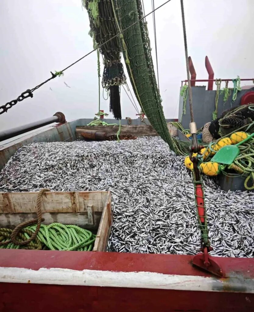 Samsun’da Hamsi Denetimi